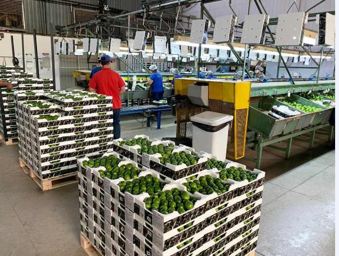 TERMOTÉCNICA – Conservadoras DaColheita são usadas na exportação de limão do Brasil para a Eurásia