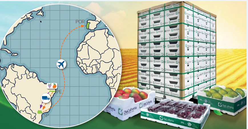 TERMOTÉCNICA – Soluções de embalagens DaColheita contribuem para a redução da pegada ambiental no transporte de frutas