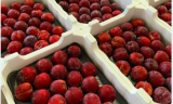 TERMOTÉCNICA – Embalagens DaColheita, uma excelente alternativa para frutas de caroço