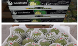 TERMOTÉCNICA – Embalagens para frutas DaColheita, uma solução competitiva para os produtores de goiaba