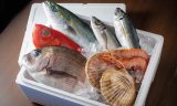 TERMOTÉCNICA – Com aumento das exportações de pescados cresce também a importância da embalagem certa para a manutenção da qualidade e frescor nas longas distâncias