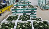 Embalagens FARMFRESH ganham mercado acompanhando alta das exportações de frutas brasileiras em 2023