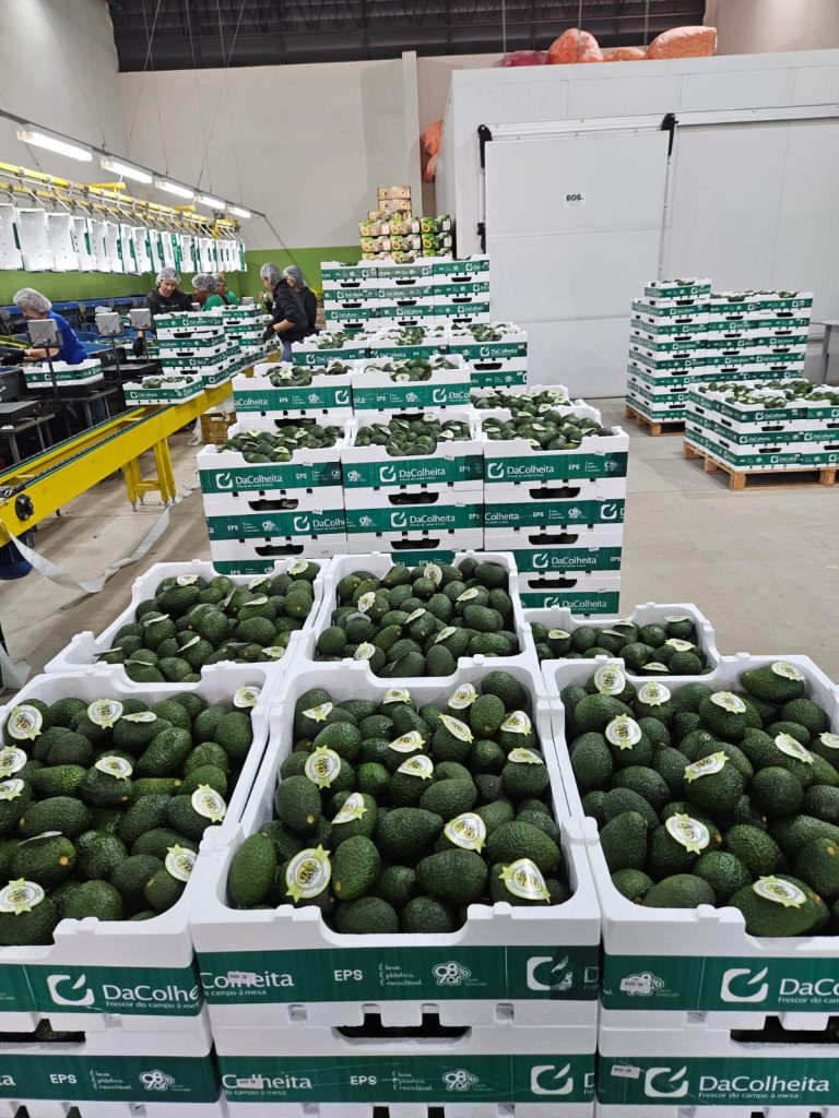 Embalagens FARMFRESH ganham mercado acompanhando alta das exportações de frutas brasileiras em 2023