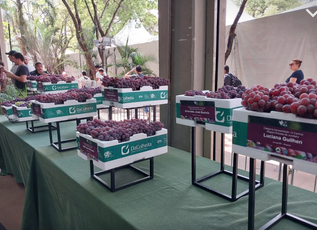 Embalagens DaColheita enaltecem frutas premiadas na 39ª Festa da Uva de Jundiaí