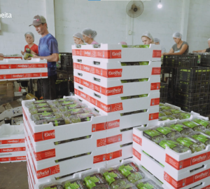 Na Fruit Attraction SP 2025, TERMOTÉCNICA busca ampliar e fortalecer parcerias com todo o trade de frutas premium