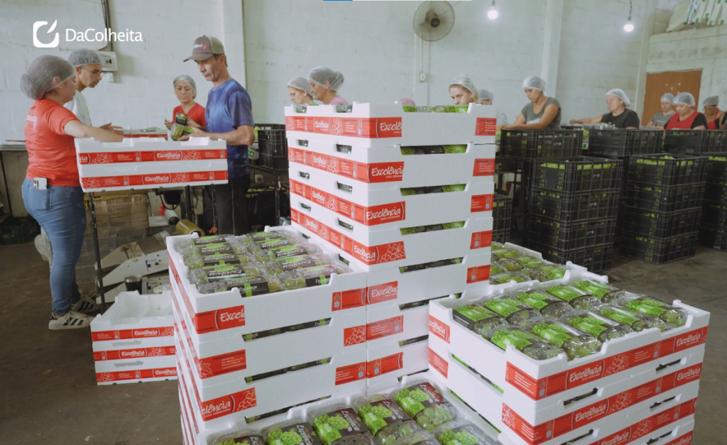 Na Fruit Attraction SP 2025, TERMOTÉCNICA busca ampliar e fortalecer parcerias com todo o trade de frutas premium