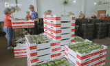 Na Fruit Attraction SP 2025, TERMOTÉCNICA busca ampliar e fortalecer parcerias com todo o trade de frutas premium